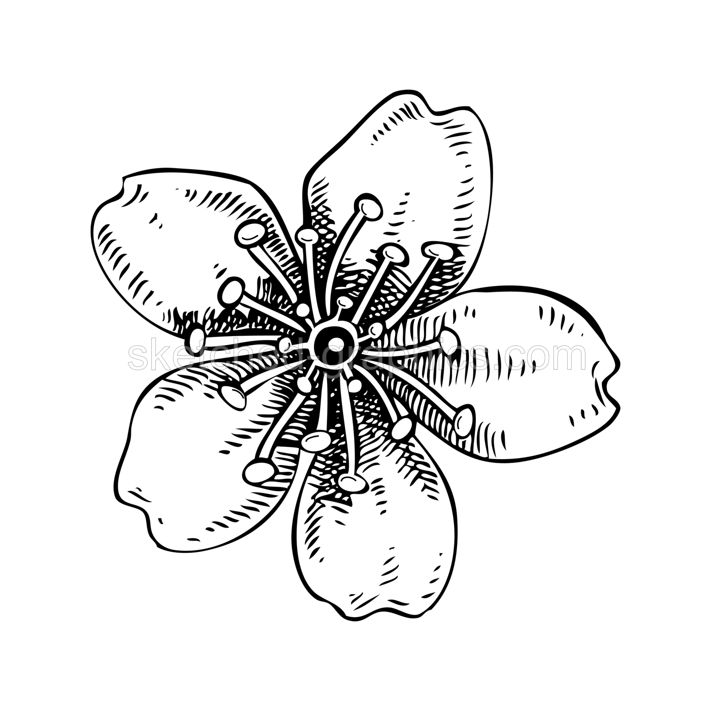 Sakura - cherry flower sketch in engraved style. Spring drawing. Hand-drawn vector illustration. Botanical design element. NOT AI generated Illustration